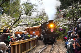 7天 阿里山樂活遊之旅  GV2-7D250706